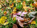 Autumn. A carpet of yellow and red leaves on the grass. Yellow maple leaves lie on the grass after the rain. Beautiful autumn Royalty Free Stock Photo