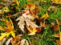 Autumn. A carpet of yellow and red leaves on the grass. Yellow maple leaves lie on the grass after the rain. Beautiful autumn Royalty Free Stock Photo