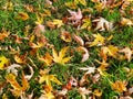 Autumn. A carpet of yellow and red leaves on the grass. Yellow maple leaves lie on the grass after the rain. Beautiful autumn Royalty Free Stock Photo