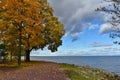 Yellow and red leaves trees by the sea