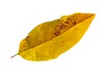 Yellow and red leaves on a white background Royalty Free Stock Photo