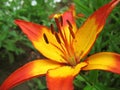 Yellow and red lily flower Royalty Free Stock Photo