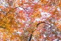 Yellow-red maple flowers that bloom throughout the tree. Royalty Free Stock Photo