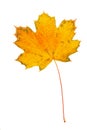 Yellow and red maple leaf is on white  background Royalty Free Stock Photo