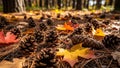By yellow and red maple leaves Acer spp. scattered among dried pine Royalty Free Stock Photo