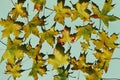 Yellow maple leaves on green background