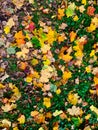Yellow and red maple leaves lie on the grass. Good background for autumn collages Royalty Free Stock Photo