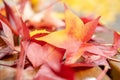 Yellow and red maple leaves on a wooden bench. Background Royalty Free Stock Photo