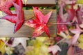 Yellow and red maple leaves on a wooden bench. Background Royalty Free Stock Photo