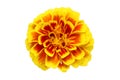 Yellow red marigold flower isolated Royalty Free Stock Photo