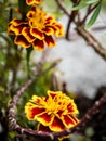 Yellow and red Marigold flower and stem Royalty Free Stock Photo