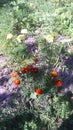 Yellow and red marigolds in the fall. Theirs green leaves. Land and clover and grass. Sunny day.