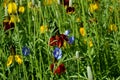 Yellow and Red Mexican Hat flowers and blue Perennial Flax flower in a meadow field Royalty Free Stock Photo