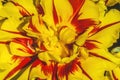 Yellow Red Monsella Tulip Blooming Macro