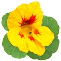 Yellow-red nasturtium flower