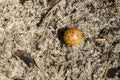 Yellow and Red Oak Apple Gall Royalty Free Stock Photo