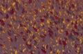 Yellow and red oak leaves autumn dark pink background.