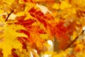 yellow with red oak tree leaves at fall Royalty Free Stock Photo