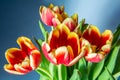Open tulips on a blue background Royalty Free Stock Photo