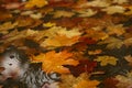 Yellow red and orange fallen maple leaves lie in a puddle in autumn Royalty Free Stock Photo