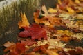 Yellow red and orange fallen maple leaves lie in a puddle in autumn Royalty Free Stock Photo