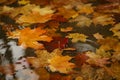 Yellow red and orange fallen maple leaves lie in a puddle in autumn Royalty Free Stock Photo