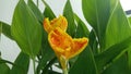 Yellow and red Orange Flower Canna Indica, isolated in green background of it leaf. Royalty Free Stock Photo