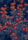 Yellow, red and orange flowers in the flower garden, catch the rays of the sun Royalty Free Stock Photo