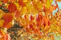 Yellow, red and orange leaves on a tree in autumn Royalty Free Stock Photo