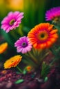 Yellow Red Orange and Pink Gerbera Daisies flower with green natural blur background. Generative AI Royalty Free Stock Photo