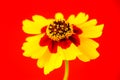 Yellow red orange wild flower Plains coreopsis, garden golden tickseed Coreopsis tinctoria during Spring Summer closeup macro Royalty Free Stock Photo