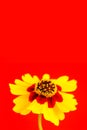 Yellow red orange wild flower Plains coreopsis, garden golden tickseed Coreopsis tinctoria during Spring Summer. Vertical frame