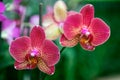 Yellow red orchid Royalty Free Stock Photo