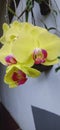 Yellow red orchid Royalty Free Stock Photo