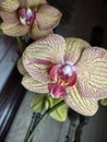 Yellow and red orchid blossoms