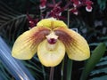 Unusual orchid with droopy petals