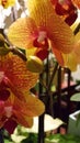 Yellow red orchid Royalty Free Stock Photo