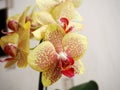 Yellow red orchid flowers Royalty Free Stock Photo