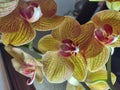 Yellow and red orchid flowers in Daylight