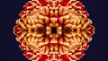 Yellow red ornamental pattern created of macros of chrysanthemums Royalty Free Stock Photo