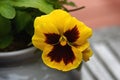 Yellow Red Pansy Face Royalty Free Stock Photo