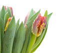 Yellow and red parrot tulips Royalty Free Stock Photo