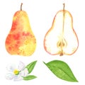 Yellow red pear clipart set. Hand drawn watercolor illustration Royalty Free Stock Photo