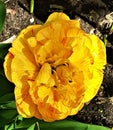 Yellow-red peony tulip flower in the garden. Natural background. Royalty Free Stock Photo