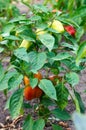 Yellow and red peppers growing in a garden