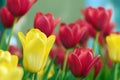 Yellow and red picturesque tulips in flowerbed, field, colourful flowers, sunny spring day. Romantic natural background