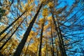 Yellow red pine trees alongside Azusa river and have mount Yake,Kamikochi national park in Matsumoto, Nagano, Japan Royalty Free Stock Photo