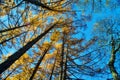 Yellow red pine trees alongside Azusa river and have mount Yake,Kamikochi national park in Matsumoto, Nagano, Japan Royalty Free Stock Photo