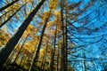 Yellow red pine trees alongside Azusa river and have mount Yake,Kamikochi national park in Matsumoto, Nagano, Japan Royalty Free Stock Photo