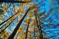 Yellow red pine trees alongside Azusa river and have mount Yake,Kamikochi national park in Matsumoto, Nagano, Japan Royalty Free Stock Photo